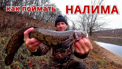 Ловля налима в ноябре